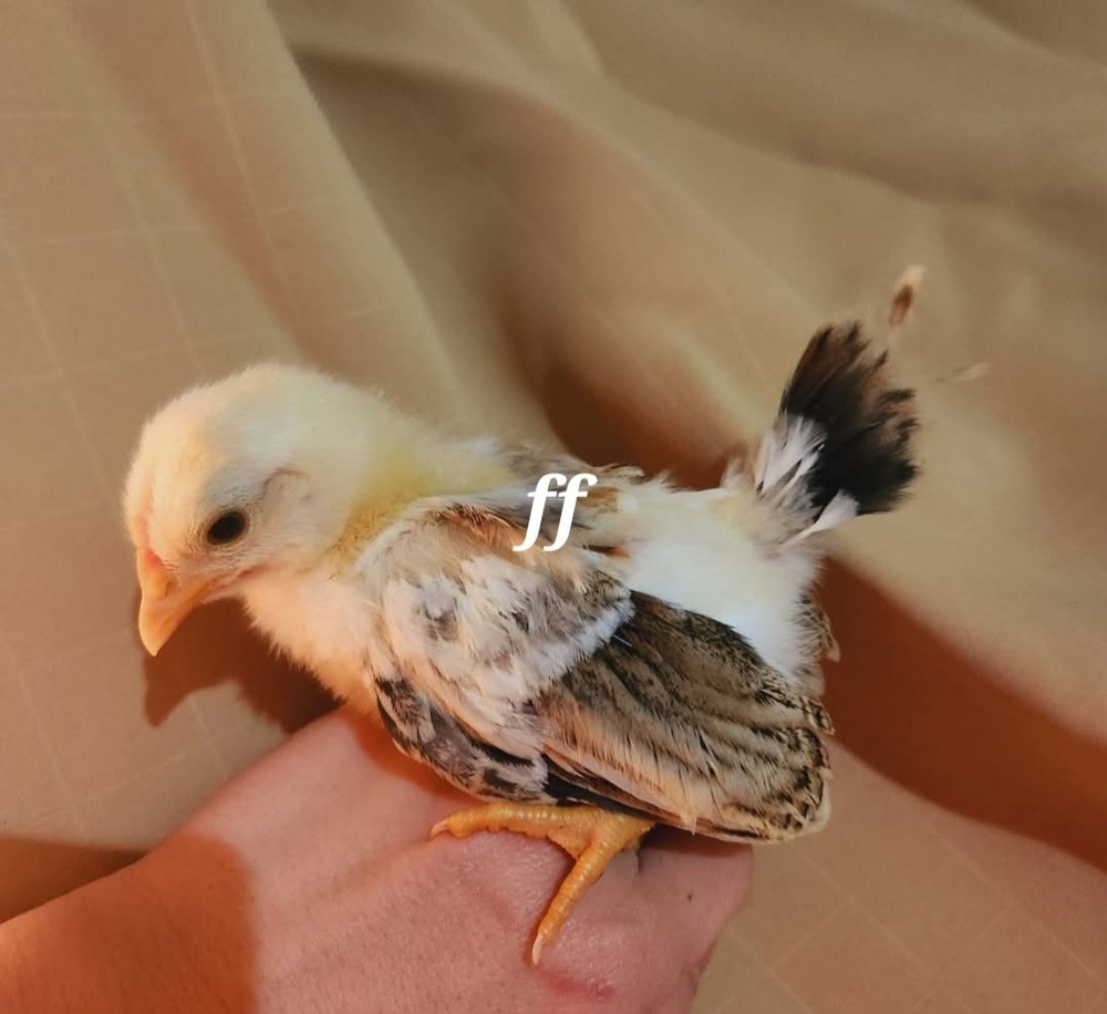 12Serama Hatching Eggs