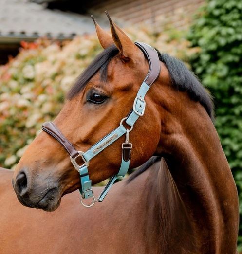 Horseware Signature Competition Halter
