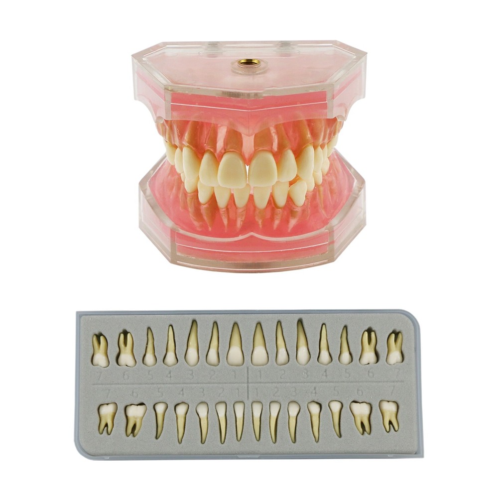 Dental Typodont Practice Removable Standard Teeth Model M7008 with Spare Teeth