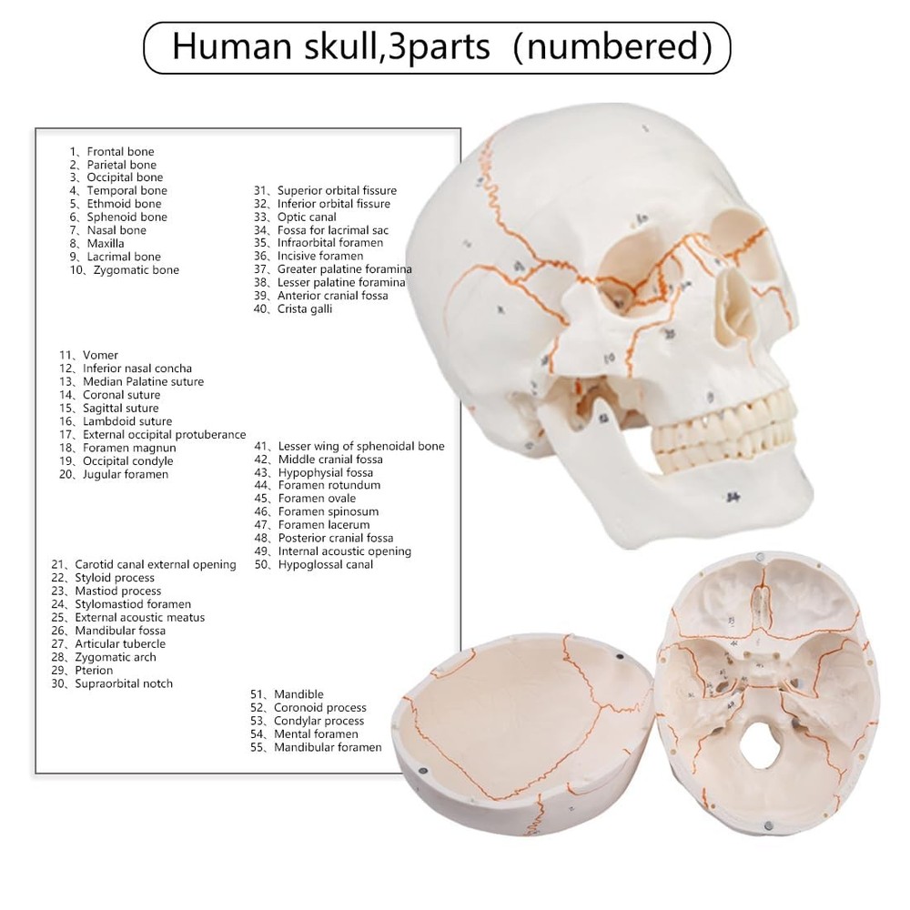 Numbered Human Skull Model 3 Parts Comes with 55 Numbered Painted Stitching L...
