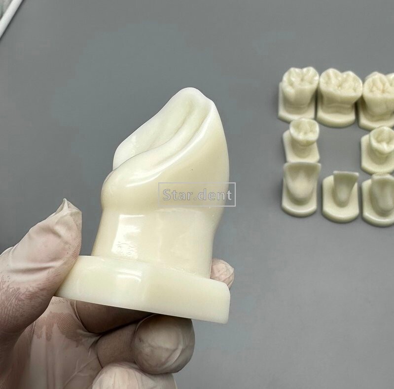 Dentist Teeth Form anotomical Models Dental Students Tooth Structure Comparison