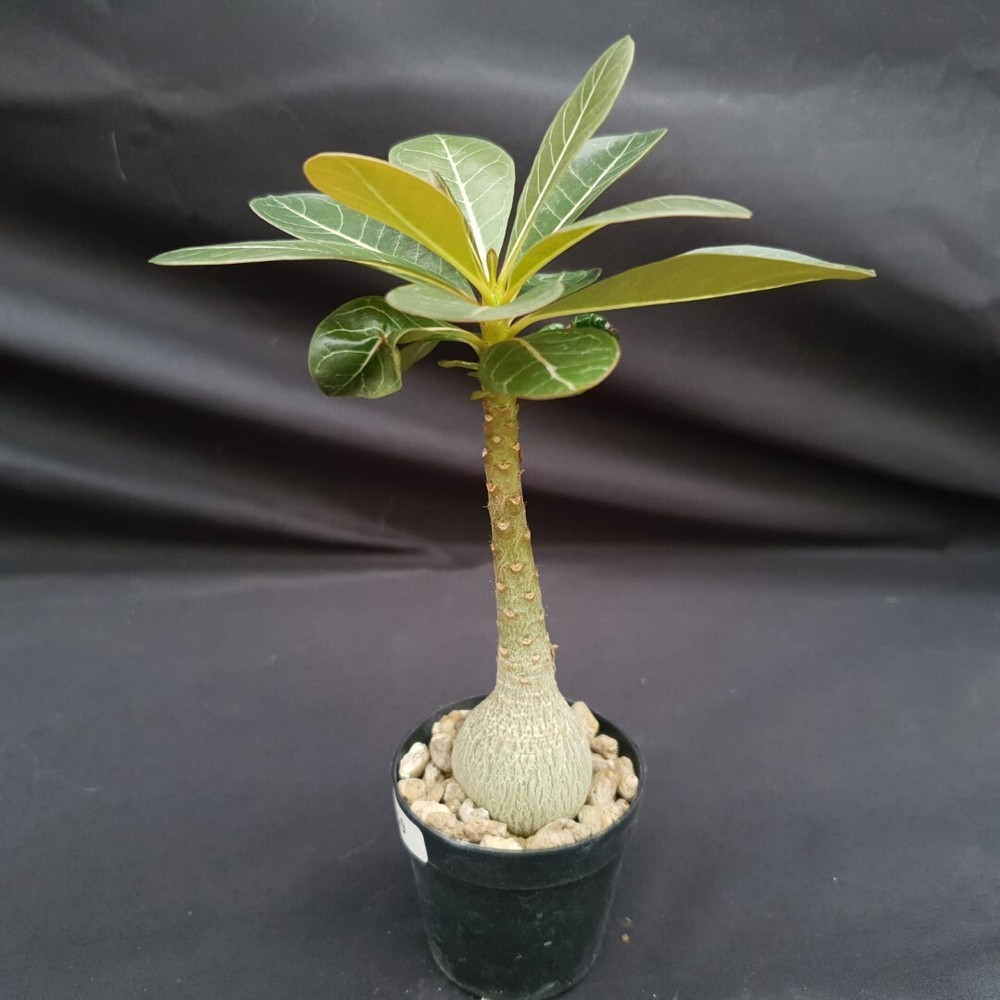 H19: Adenium socotranum