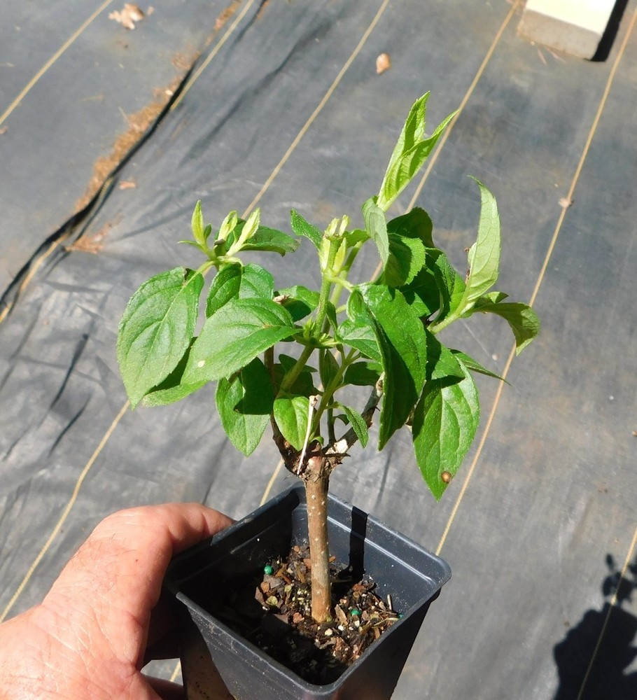 Limelight Hydrangea Plant