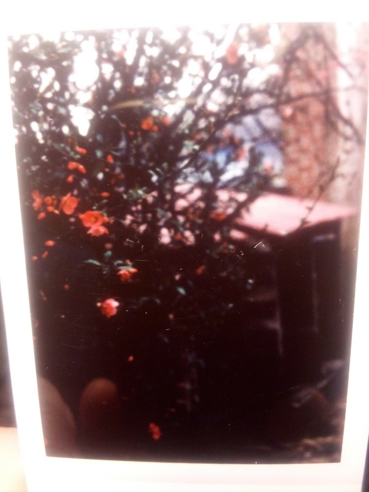 Lo-Fi custom instant back for Mamiya Universal Press shoots Instax Mini