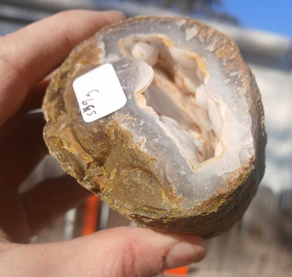 Extremely rare geodized Indonesian petrified wood