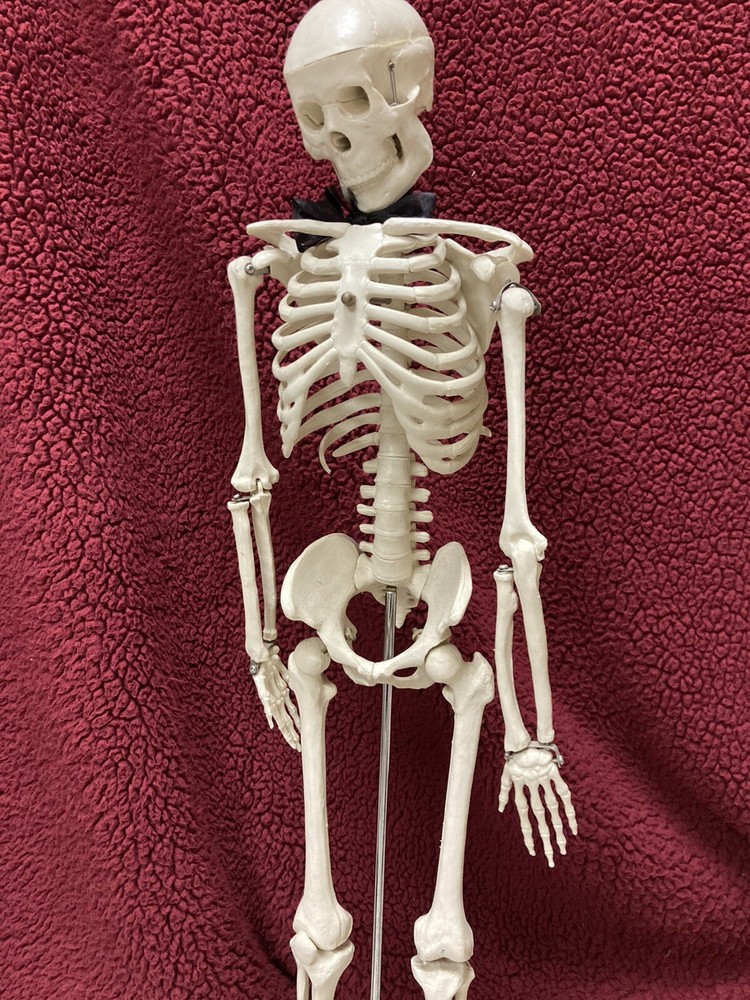 ☠️ANATOMICAL SKELETON☠️ !