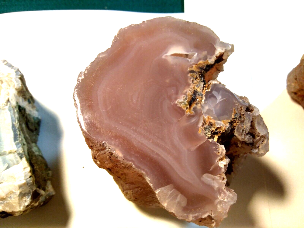 Petrified Wood Limb Casts- Over 7-1/2 lbs.