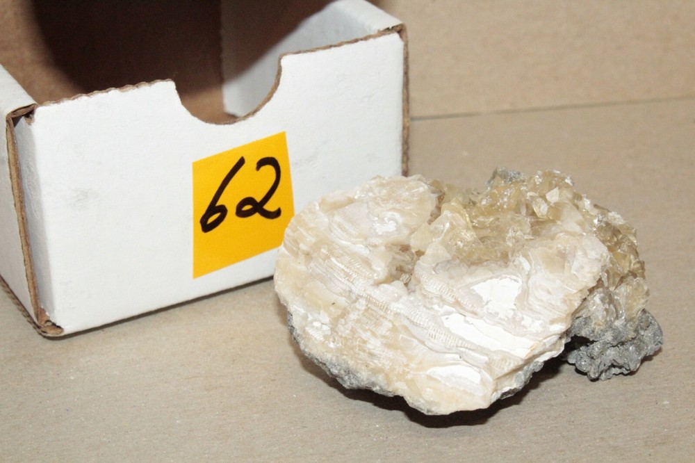 Calcite Fossil Clam Rucks Pit Florida #62