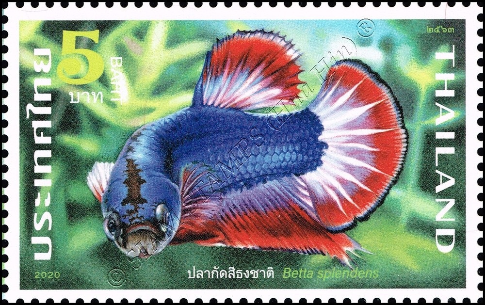 Fighting Fish (II) -A 13 1/4- (MNH)
