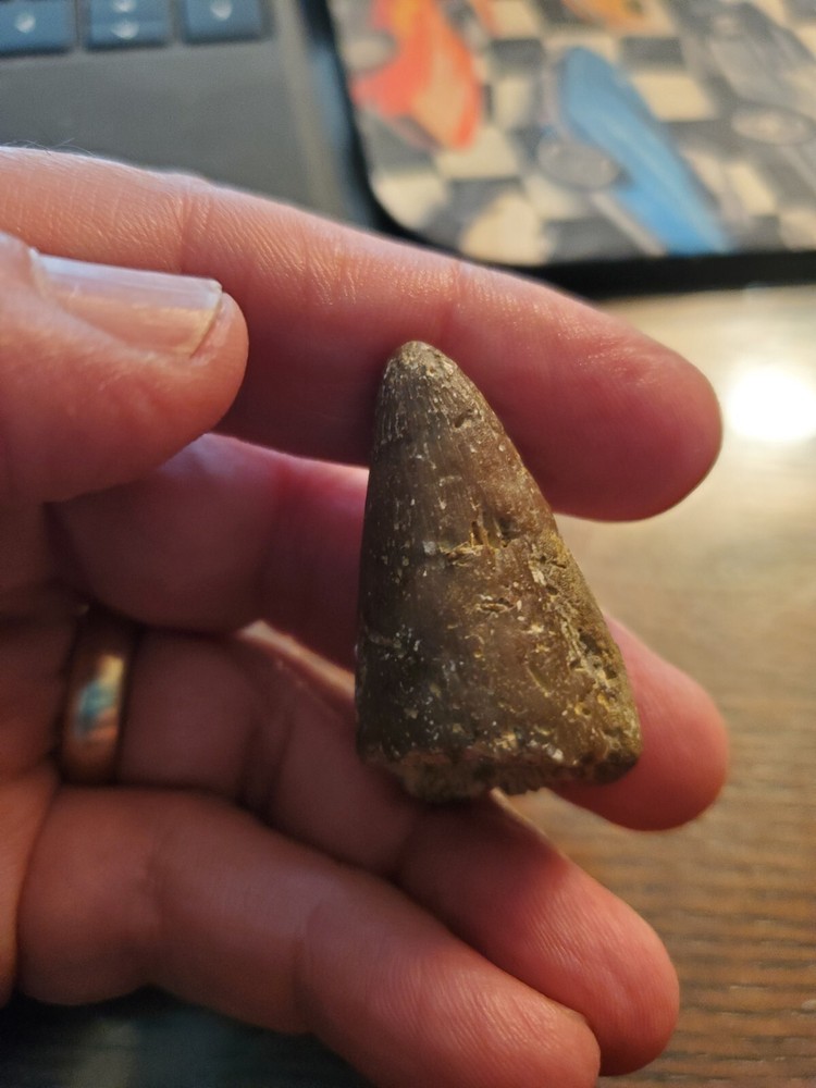 Primitive Ancient Petrified Animal Tooth Prehistoric Dinosaur Unknown