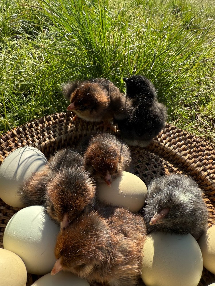 Olive Egger Fertile Hatching eggs 1 dozen / 12 eggs