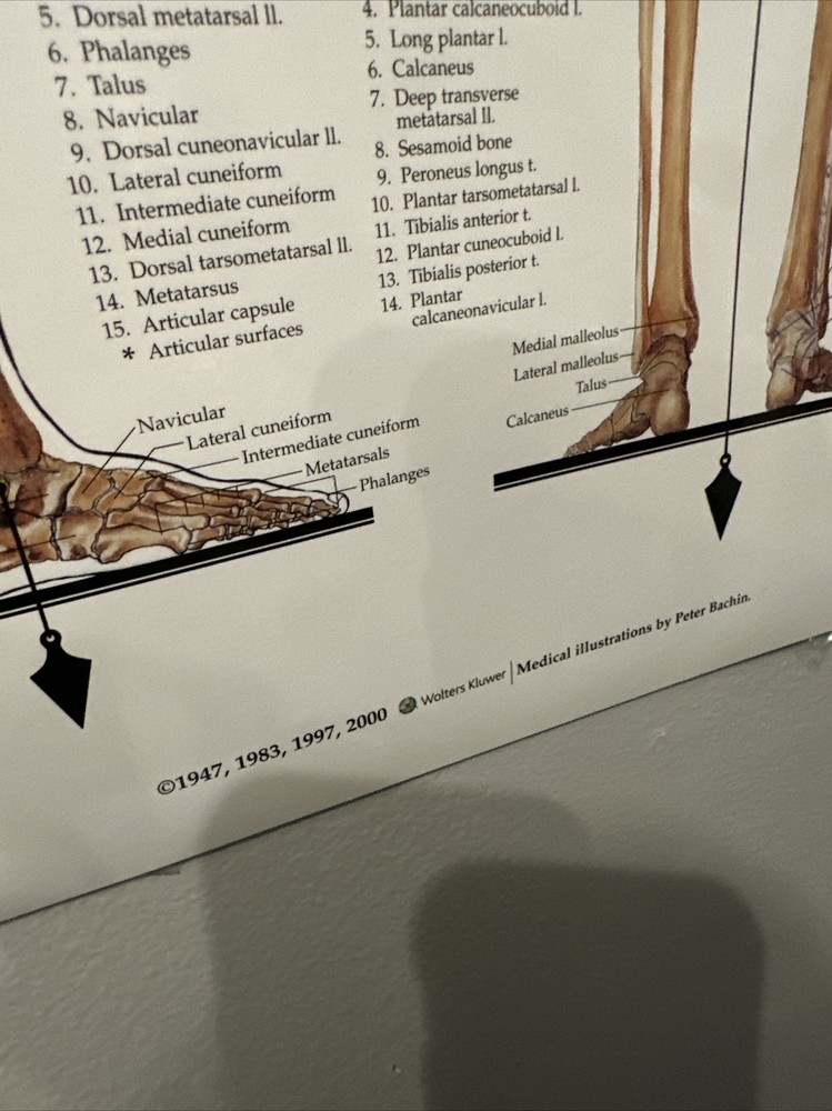 Oddity Skeletal System Anatomical Chart Poster ￼ Laminated Learning 20x26