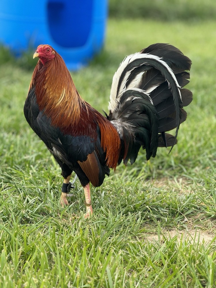 12+ $HOWME Chicken- Y- Hatching -L- Eggs -H