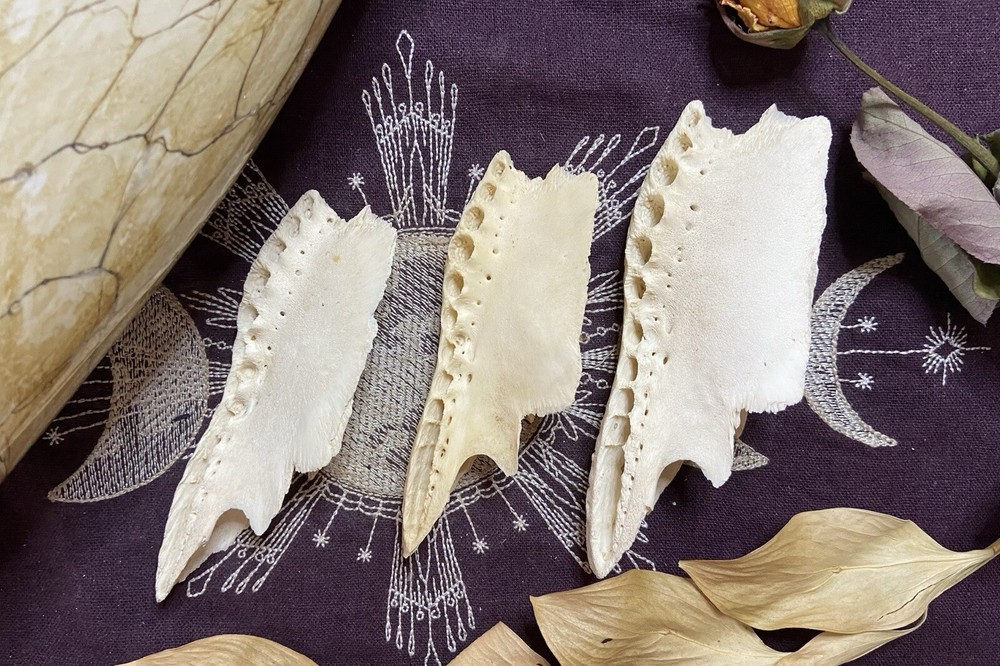 One Ethically Sourced Alligator Maxilla Bone Half, Upper Jaw Bone, Real Bone