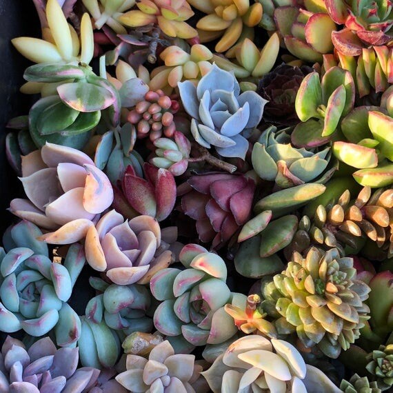 50 Cutting Mix Colorful Succulents 4-8”