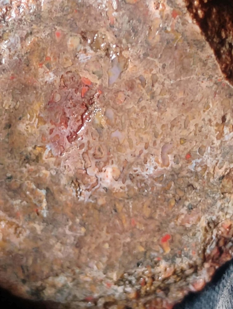 Small Beautiful Agitized Dino Bone