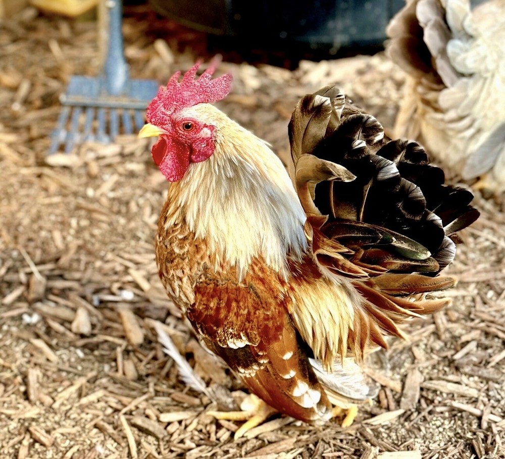 Serama Chicken Hatching Eggs 6+