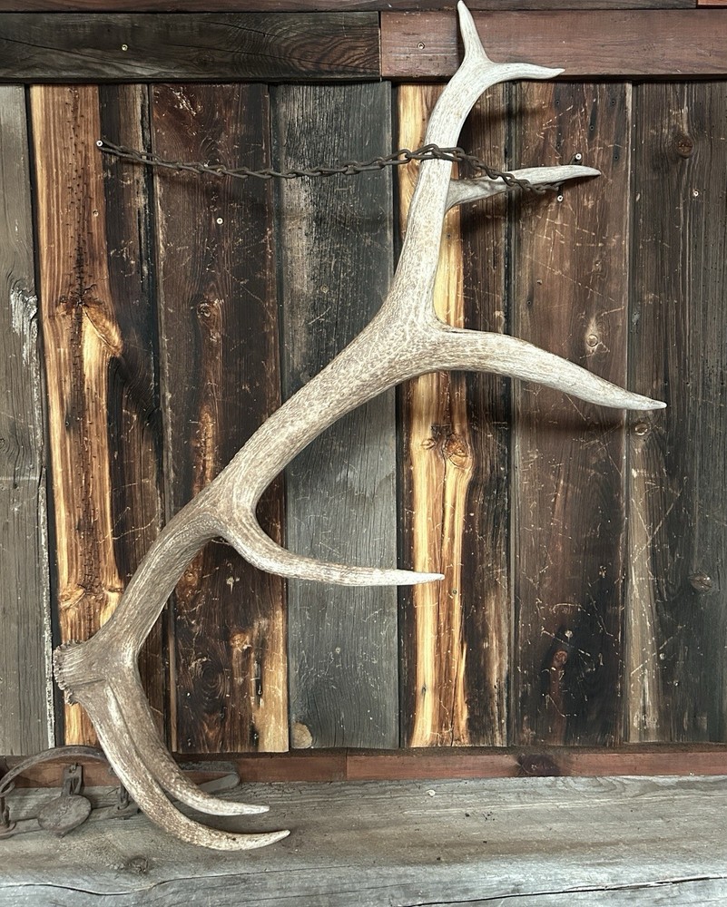 Large 7 Pt Elk Shed ~ Antler