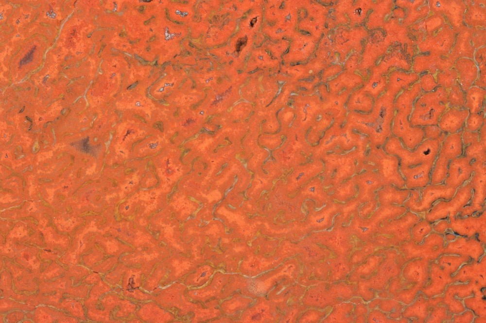 Orange Agatized Dinosaur Bone, New Mexico, 70 grams