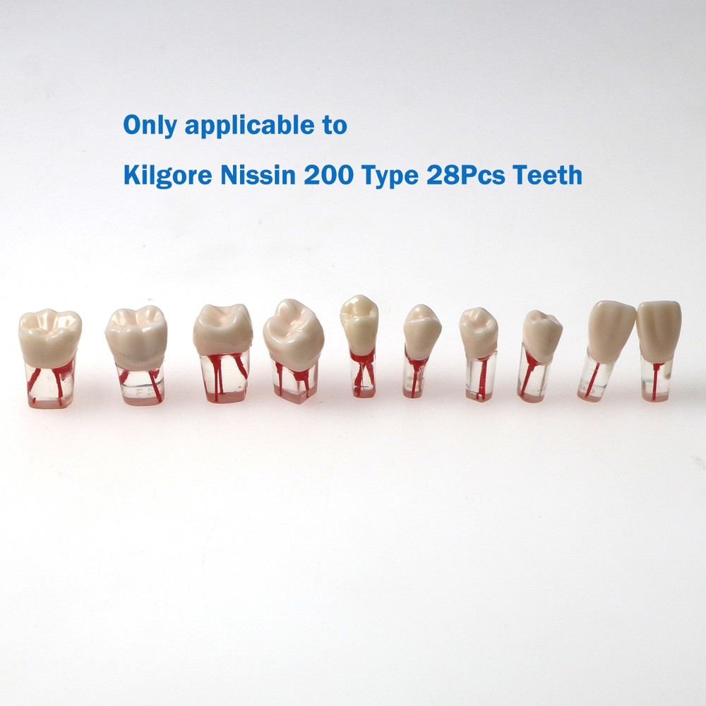Dental 28Pcs Teeth Kilgore Nissin 200,Caries Root Canal Practice Replace Teeth