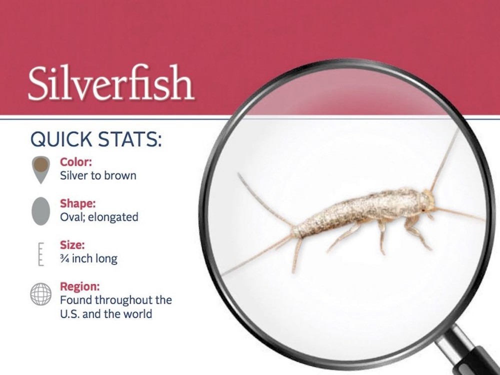 4 Boxes DEKKO Silverfish Control ~~ 96 Paks ` Pest Control ` Bait