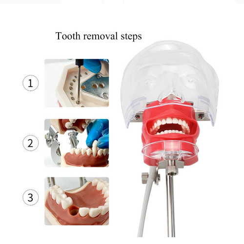 Dental Simulator Manikin Phantom Head Model Training Model Installing on Table