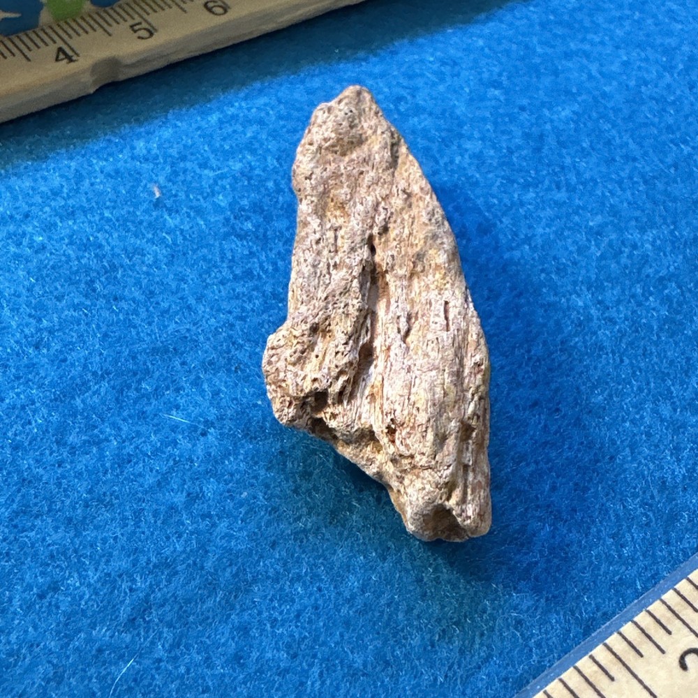 Spinosaurus Extinct Dinosaur Bone Fossil in Case with Toy