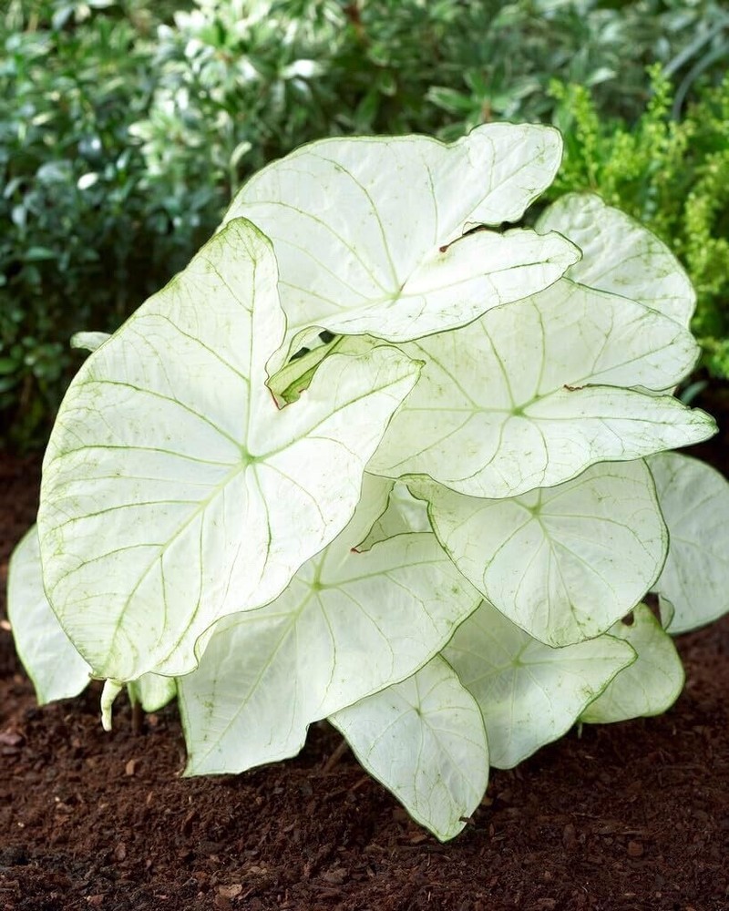 Florida Moonlight Caladium Bulbs