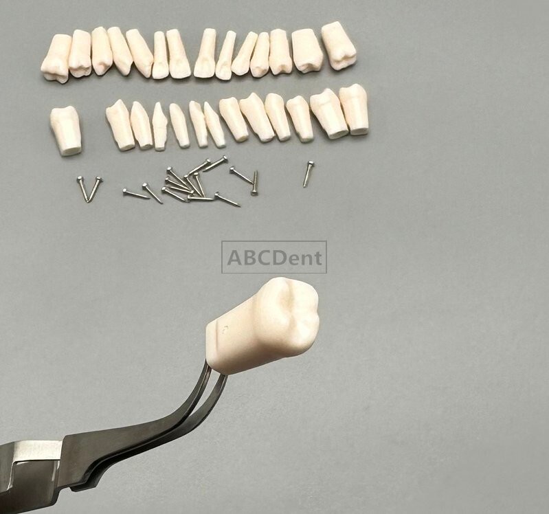 28pcs Dental Teeth Model Technician Practice Preparation Removable Tooth Nissin