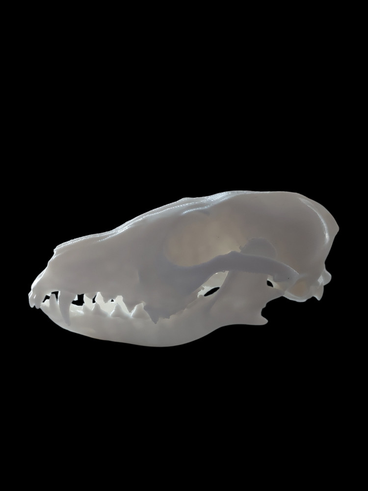 Life Size Replica Fox Skull - 3D Printed Realistic Replica, Gothic Decor