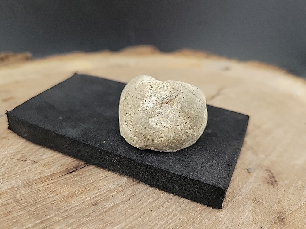 Real Fossilized Dinosaur Half Egg Embro Uv Reactive