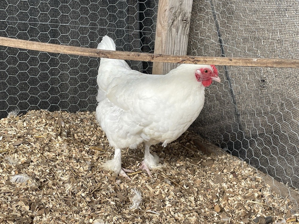 White Maran Hatching Eggs 12 + Eggs