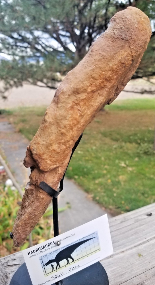 Nice Hadrosaurus Skull Section Fossil Specimen Cretaceous Hell Crk MT Recent Dig