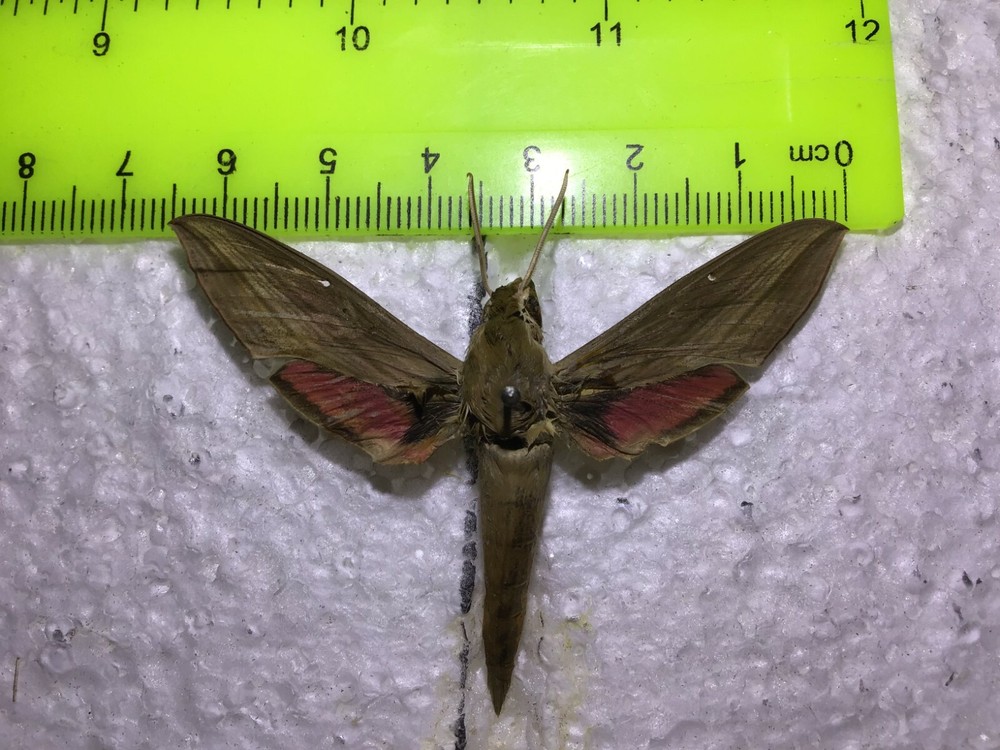 UASP 10 A+/A  Specimens Hippotion gracillis  Sphingidae