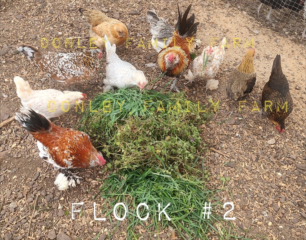 12 Bantam Assorted D'uccle & Easter Egger "Fun Pen" Hatching Eggs