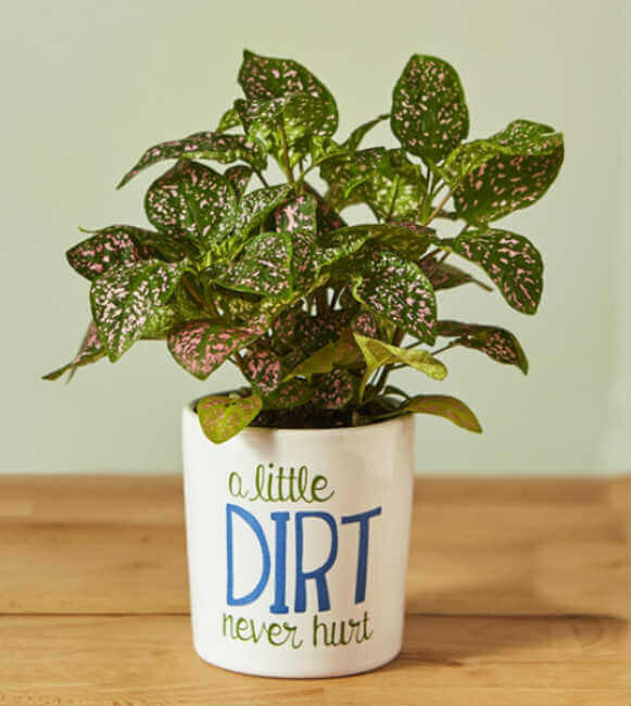 Studio M Little Dirt Never Hurt Mini Planter