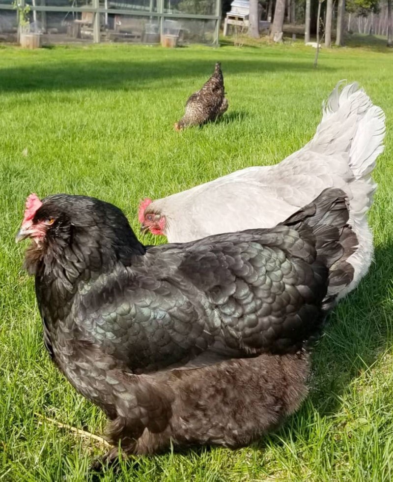 5 HATCHING EGGS, EASTER/OLIVE EGGERS, AMERAUCANA, LEGBAR. ** SHIPS SAME DAY **!!