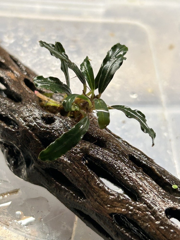 Assorted Bucephalandra Rhizomes