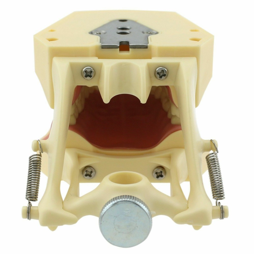 Frasaco AG3 Type Dental Typodont Model Restorative 32Pcs Removable Teeth M8014-2