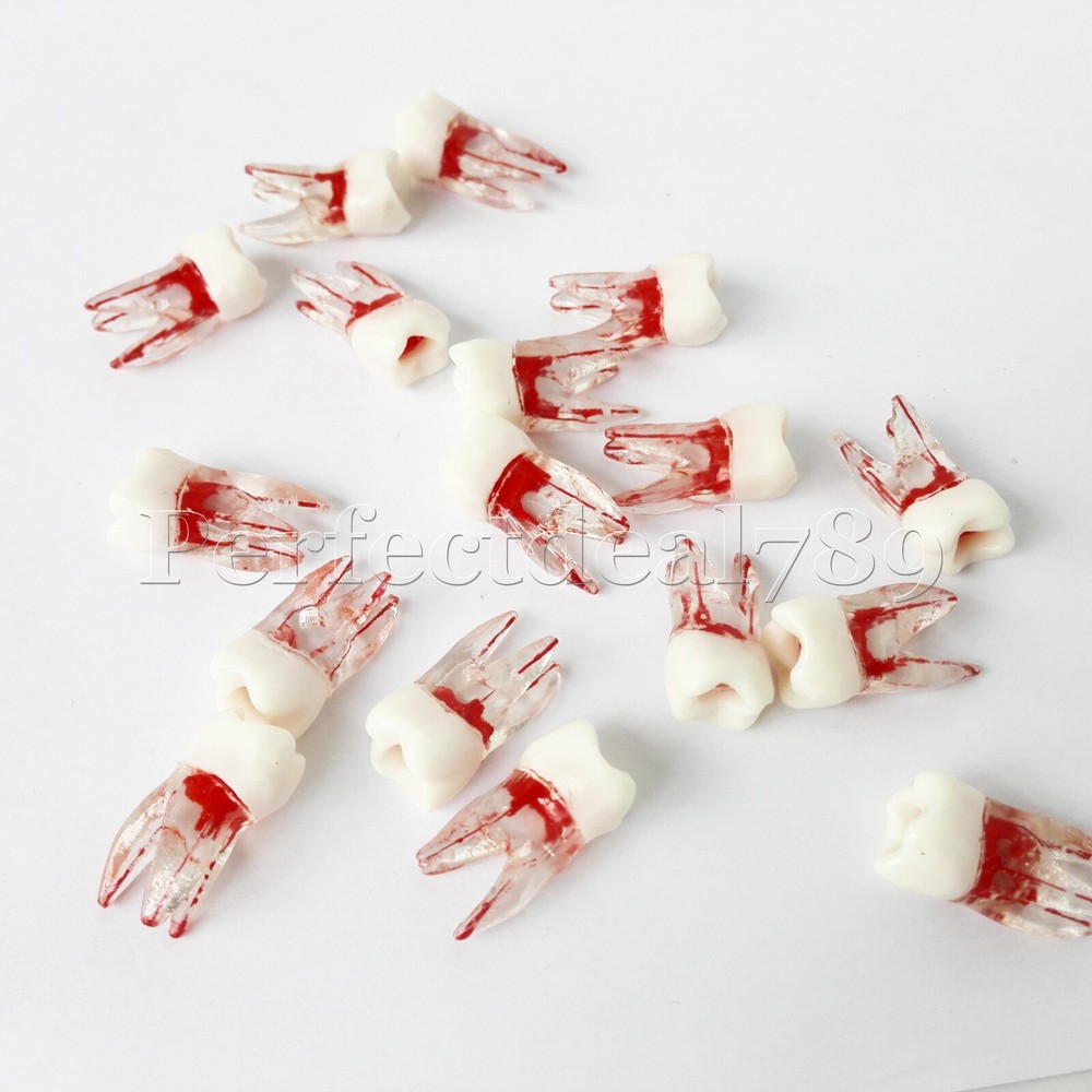 Dentist Dental Plastic Teeth Tooth Molar Teaching Analysis Model for Study