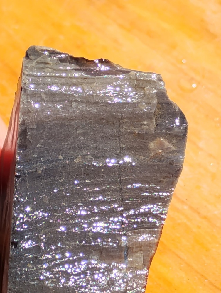 Petrified Wood Cut Once Ready For Display