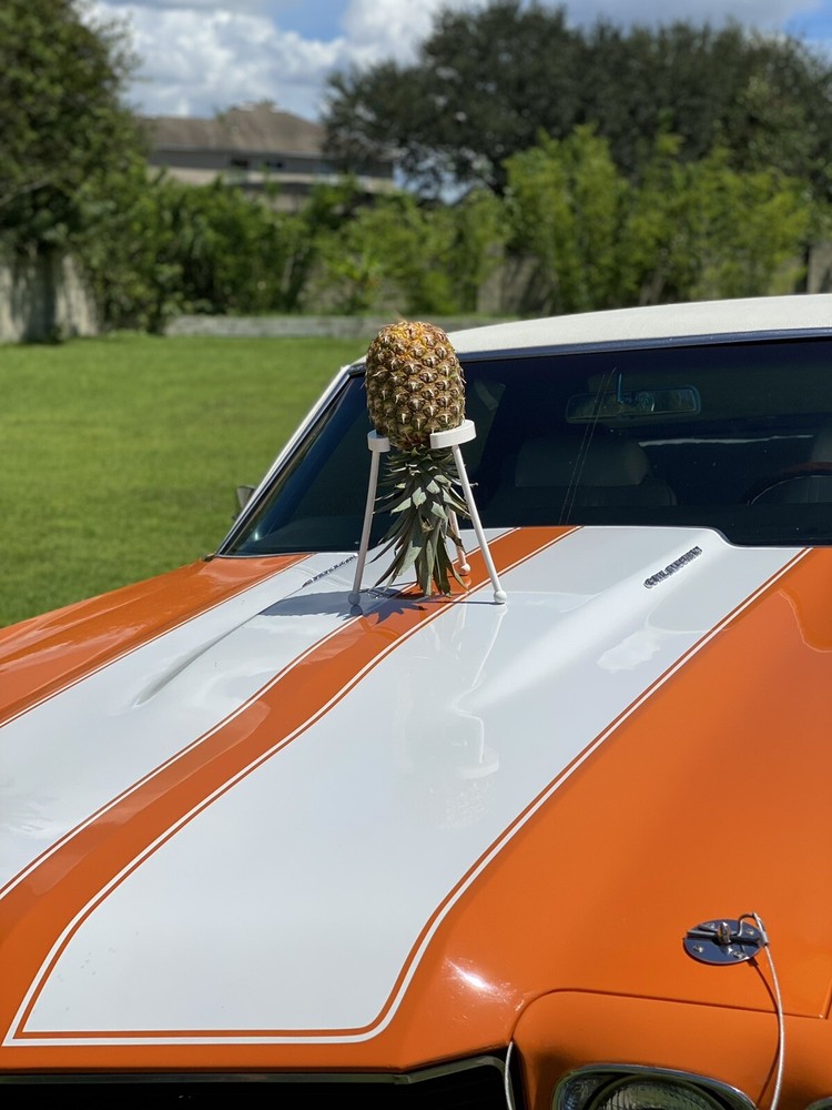 Pineapple ripening stand! (Black)