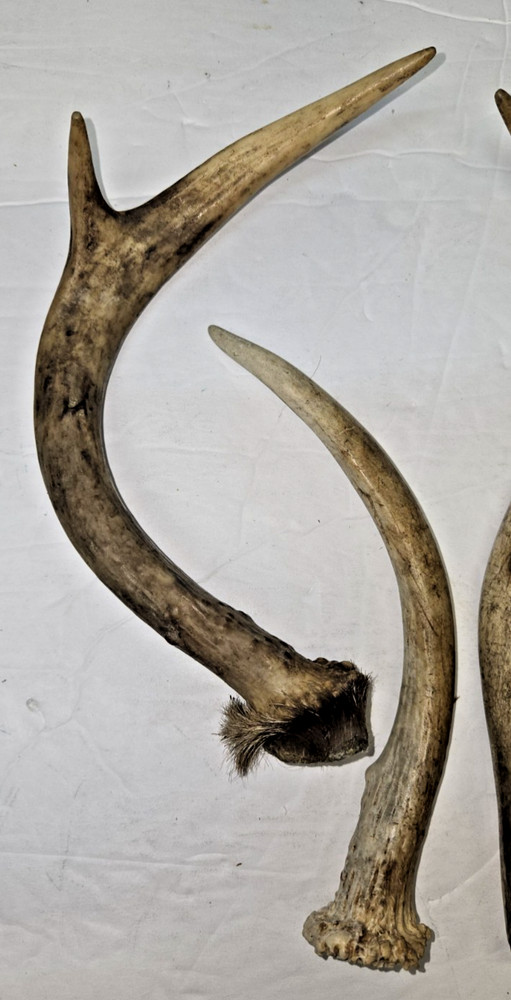 4 - Deer Antlers -Beams-Tips-Tines-Crowns