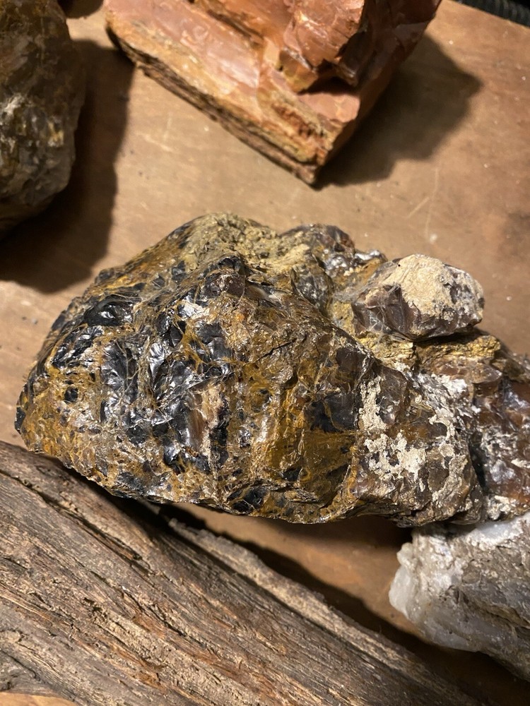 Petrified Wood Collection