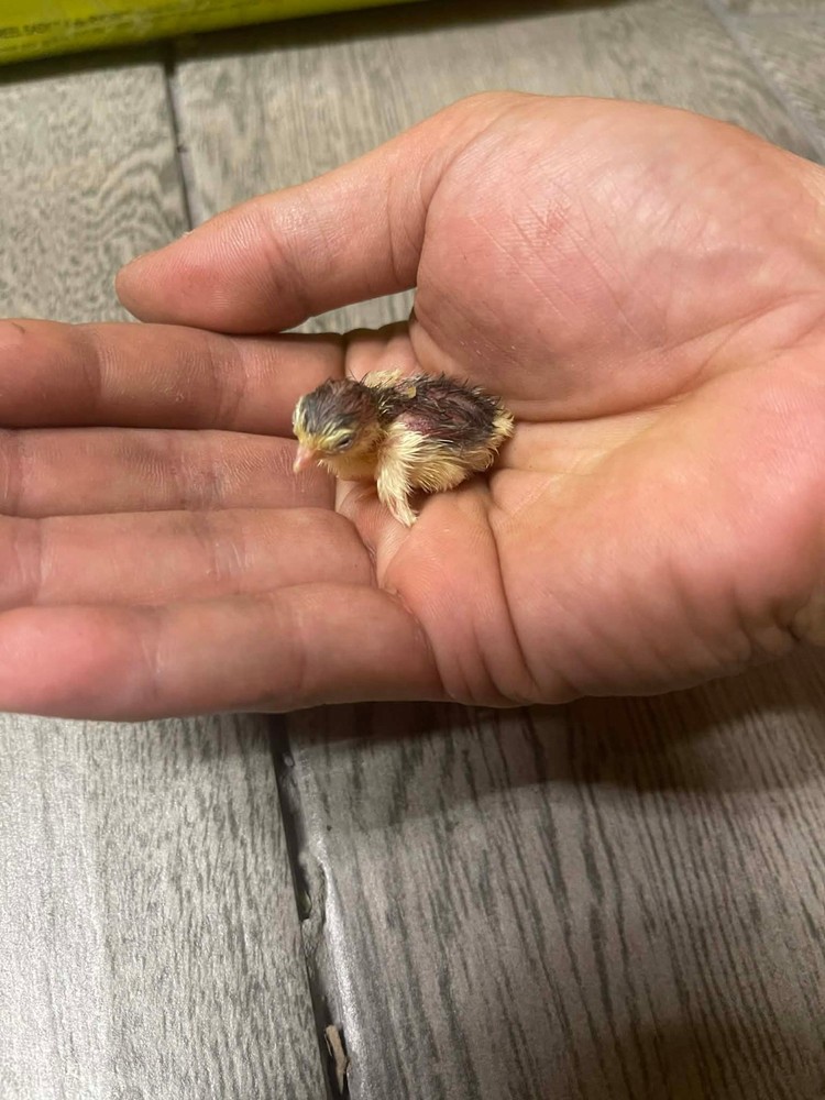 12+ Extra Button Chick (Button Quail) Hatching Eggs – Fresh & Hand Selected