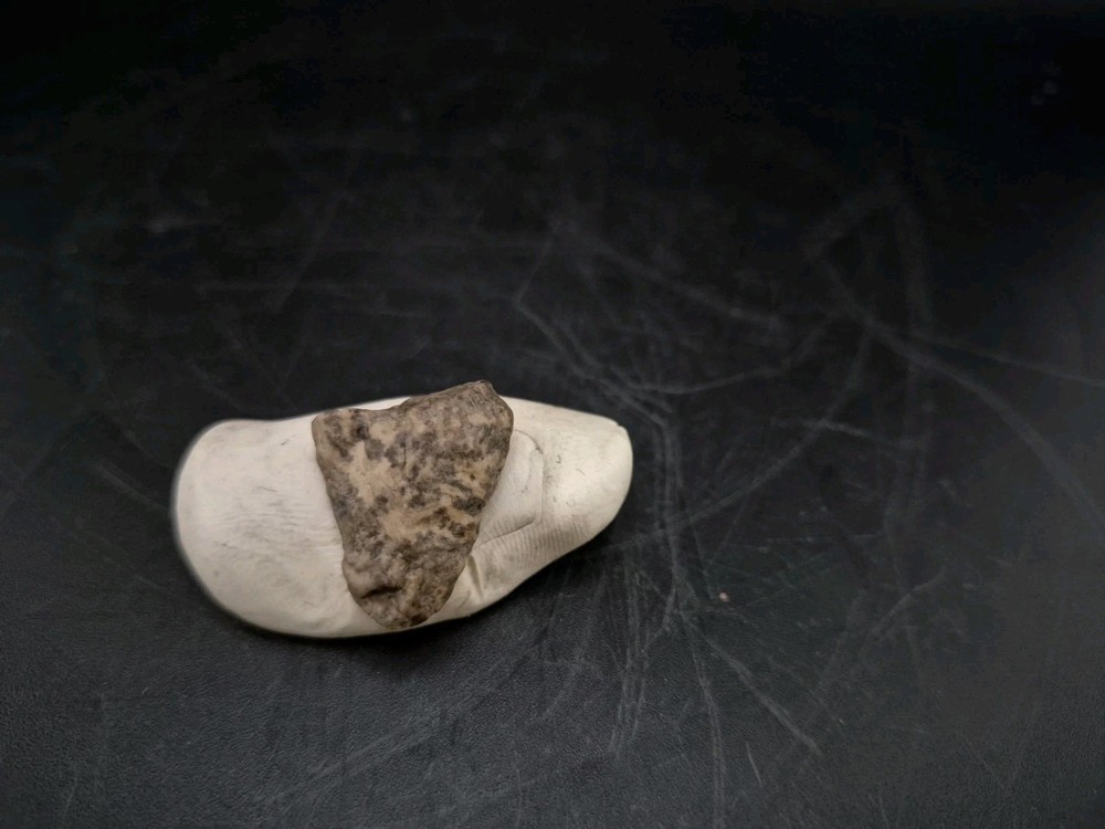Fossil Dinosaur Permineralized Tooth T-rex 🦖