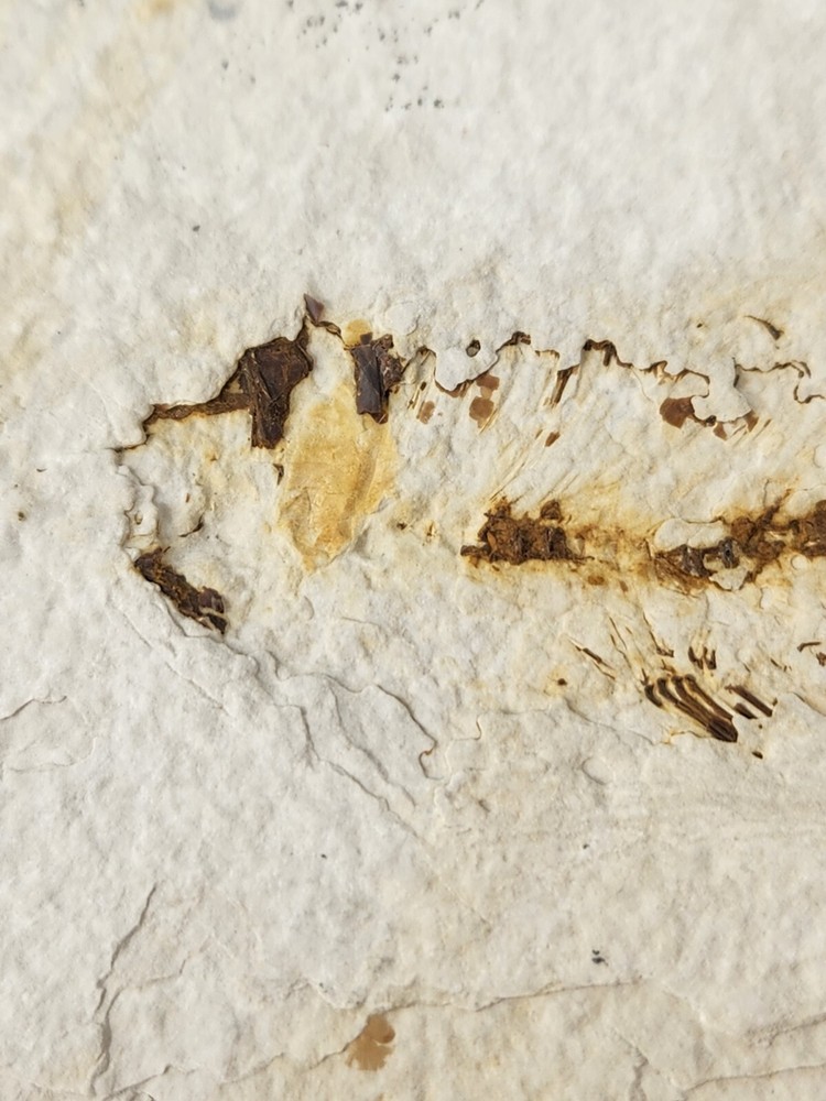 Knightia eocaena Fossil Fish - Green River Fm. - Split Fish Layer - WY