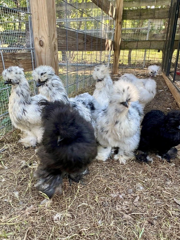 12 RARE Hens Choice Hatching Eggs NPIP