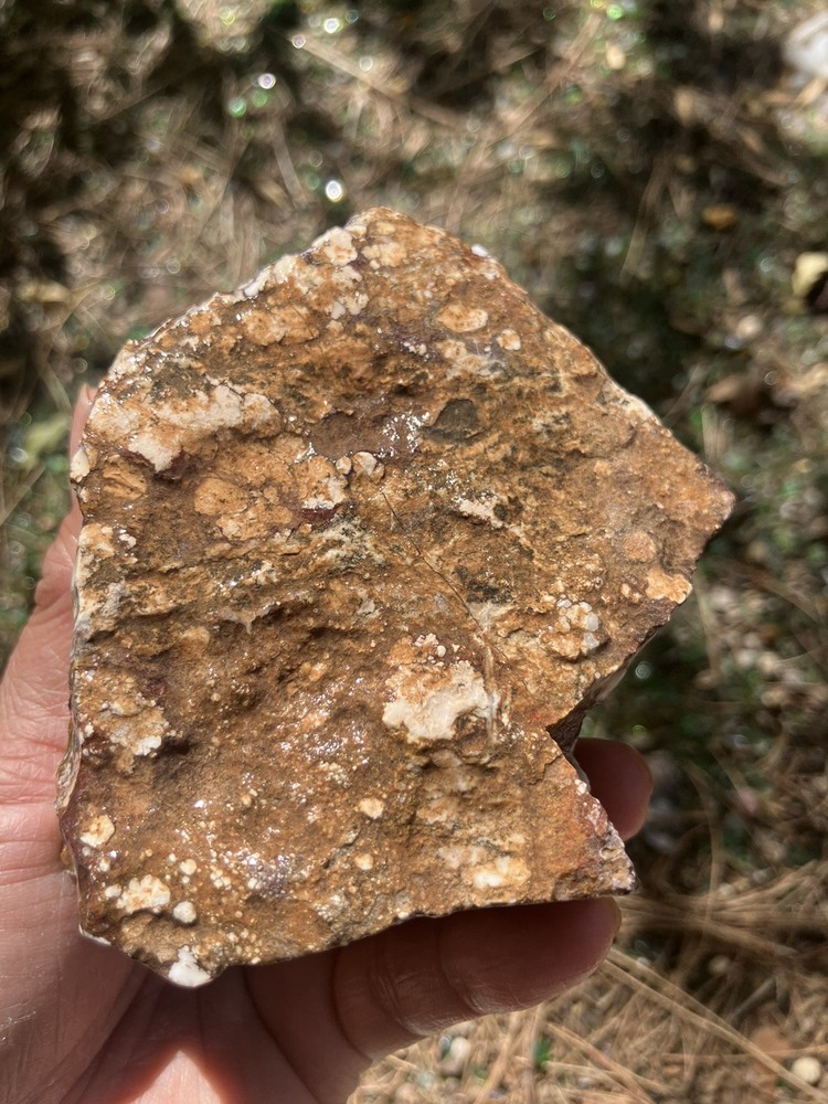 Wild Horse Specimen (Rough)