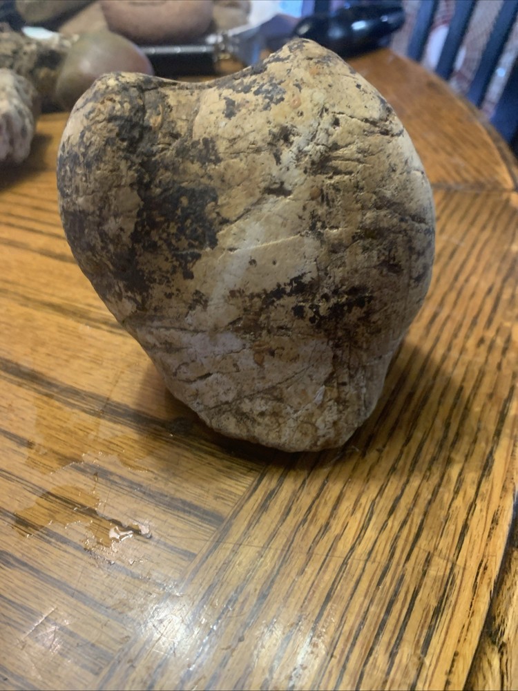 Fossils